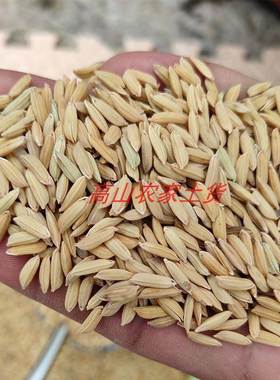 带壳稻谷饲料50斤喂鸡鸭鹅鸽子鸟食仓鼠禽类新原粮宠物谷子稻子