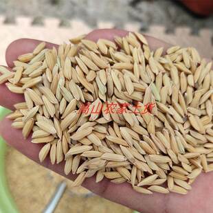 带壳稻谷饲料50斤喂鸡鸭鹅鸽子鸟食仓鼠禽类新原粮宠物谷子稻子