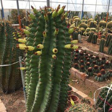 巨鹫玉锦多浆植物盆栽植物生态园基地直销供应