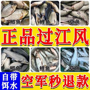 过江风饵料正品浓腥饵料黑坑野钓专用钓鲫鱼鲤鱼过江风鱼饵旗舰店