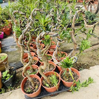 文人造型小叶罗汉松盆景清香木九里香六月雪虎皮榕榆树栀子花白蜡