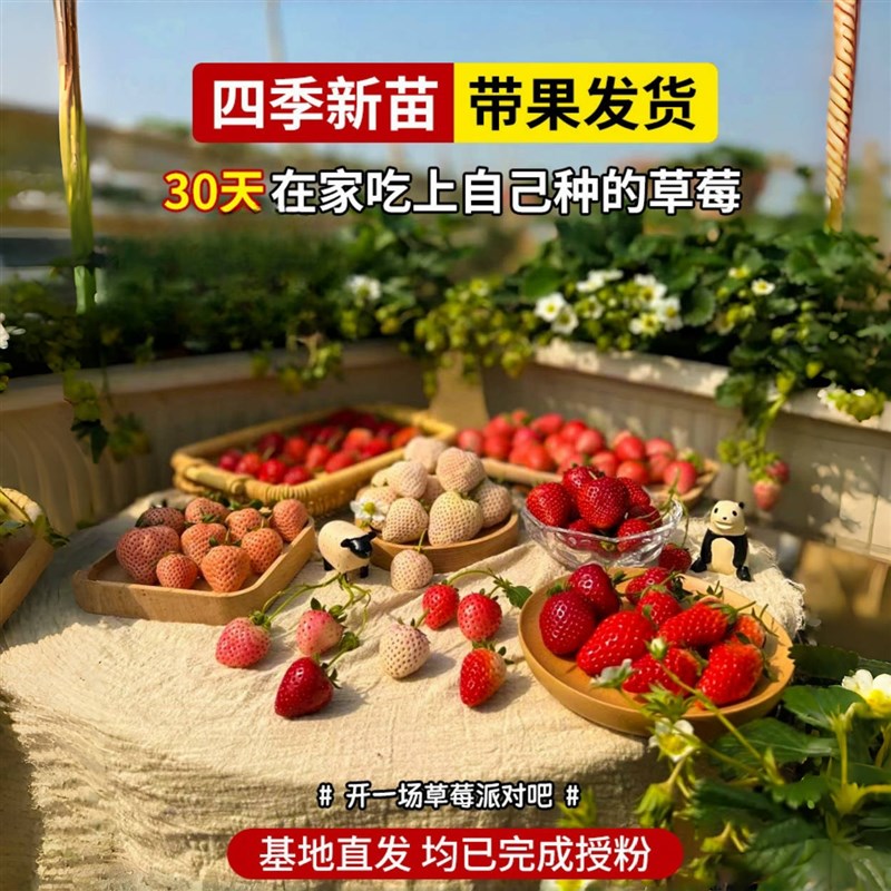 草莓苗新苗盆栽四季结果奶油红颜秋冬季耐寒种植带盆带土草莓苗秧