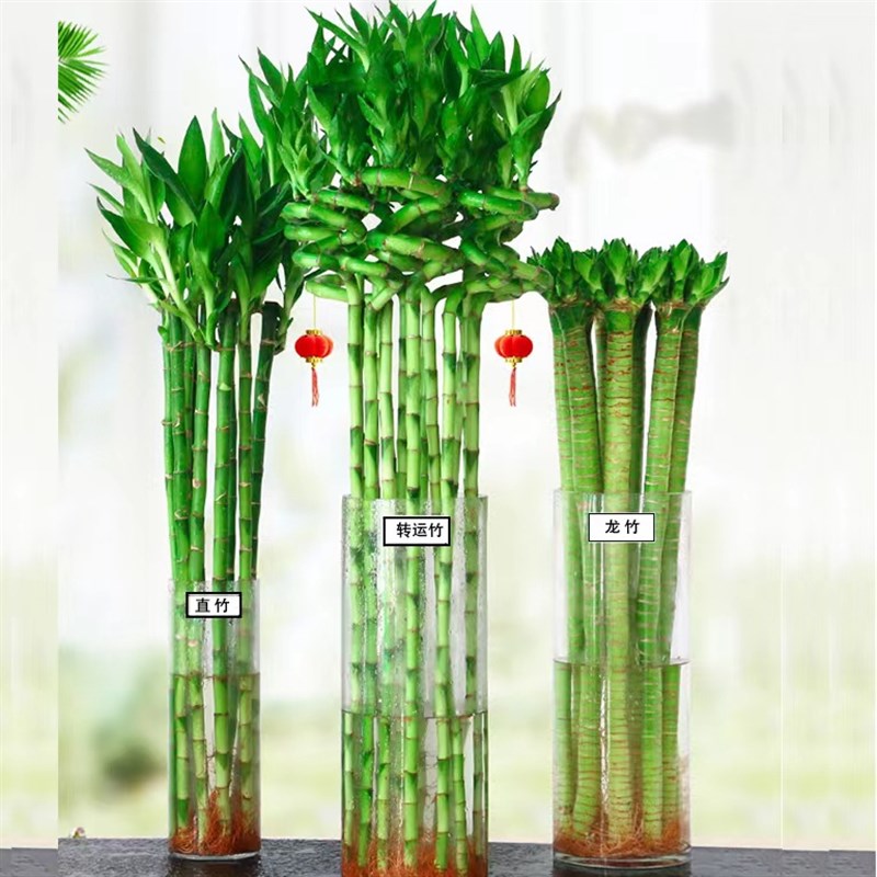 龙竹转运竹带根水培植物富贵竹开运竹水养文昌竹室内客厅招财绿植