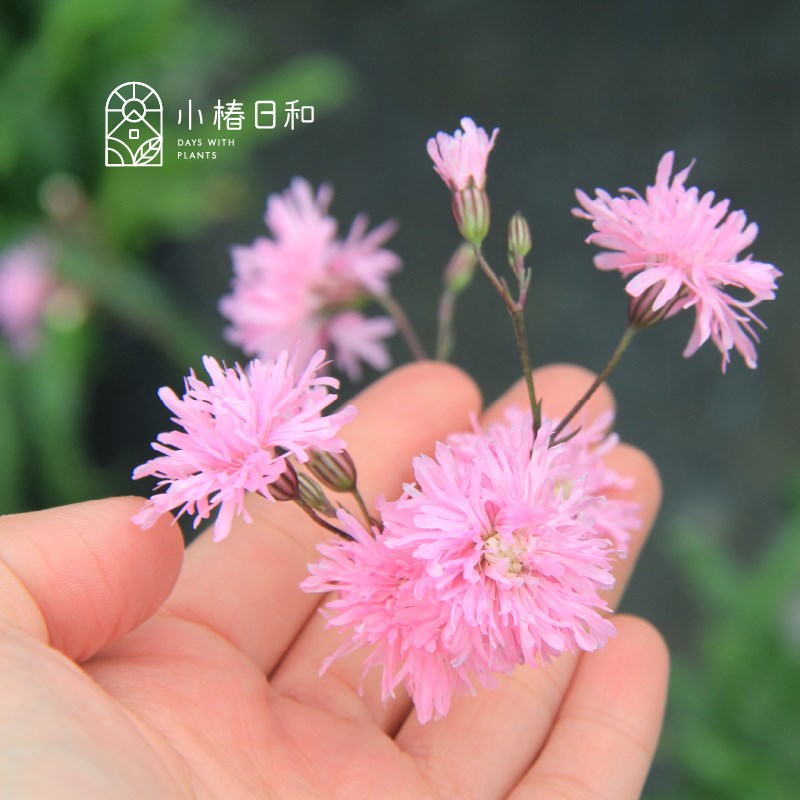 小椿日和 粉花剪秋萝珍妮耐寒耐热易养殖花期长花量大庭院2加仑盆