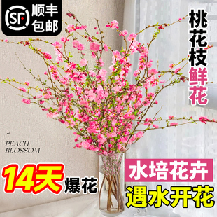 桃花枝条鲜花水培植物鲜切花卉盆栽树腊梅室内好养客厅遇水开花插