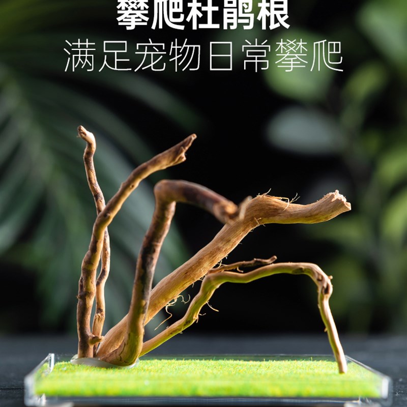 宠物蜘蛛昆虫压克力饲养盒螳螂螽斯迷你爬虫生态盒玲跳蜘鸣虫盒子