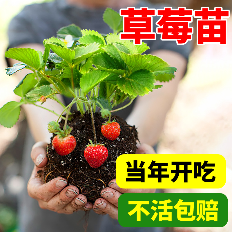 草莓苗秧四季结果盆栽奶油红颜大果穴盘新苗原土原盆家庭阳台种植