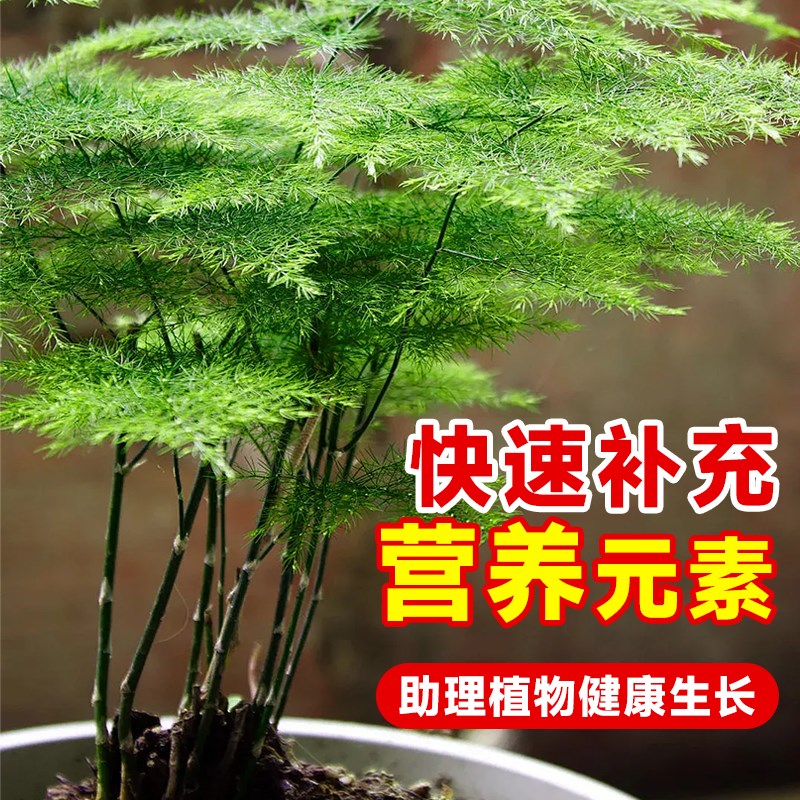 免稀释文竹营养液治黄叶专用肥料一喷绿盆栽室内液体肥云竹营养液