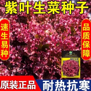 紫叶生菜种子罗莎红叶生菜沙拉即食蔬菜种籽阳台菜园四季 播种易活