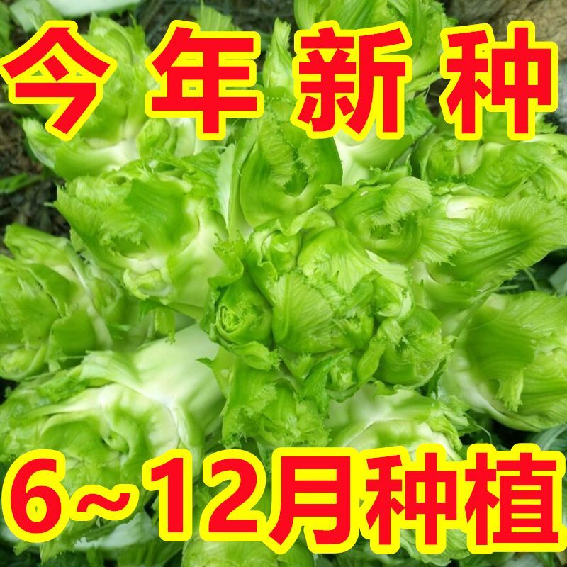 【今年新种】儿菜种子四川娃娃菜抱子芥菜秋季蔬菜种子早熟正宗 鲜花速递/花卉仿真/绿植园艺 家庭园艺种子 原图主图