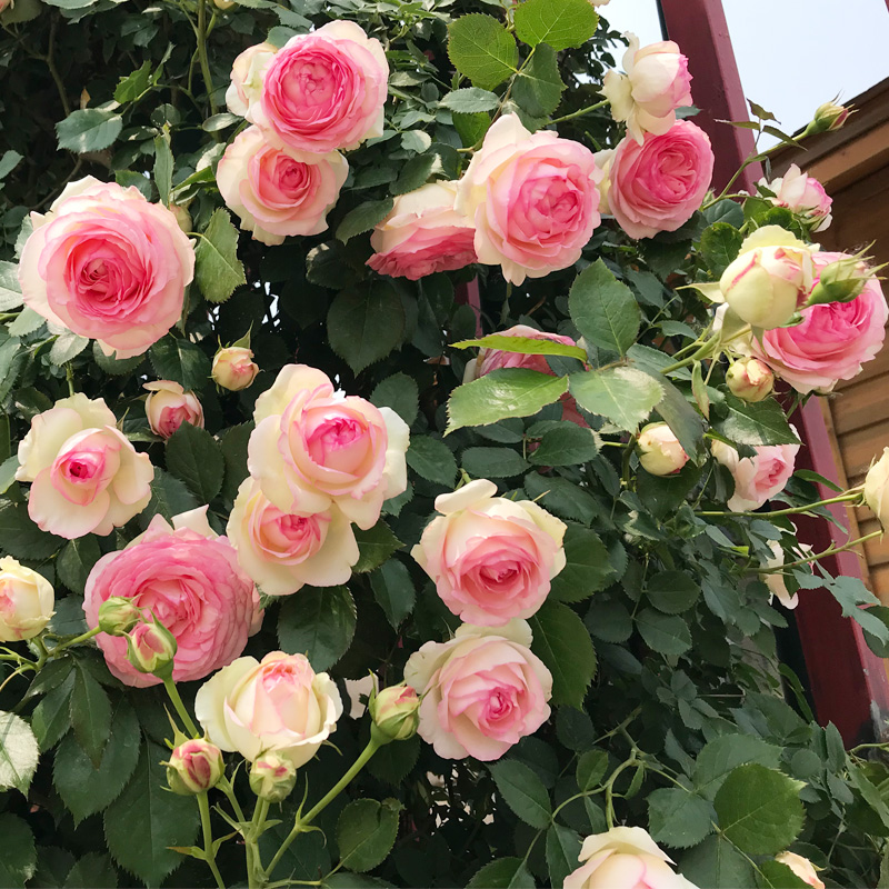 粉色龙沙宝石藤本月季花苗爬藤蔷薇花苗多季开庭院爬墙植物粉龙沙