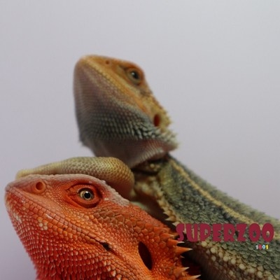 推荐鬃狮蜥蜥蜴活物入门级宠物幼体温顺可爱不咬人成体爬宠爬虫宠
