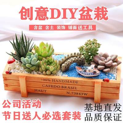 植树节diy三八38妇女节女神节活动材料包小学生幼儿园多肉盆组合