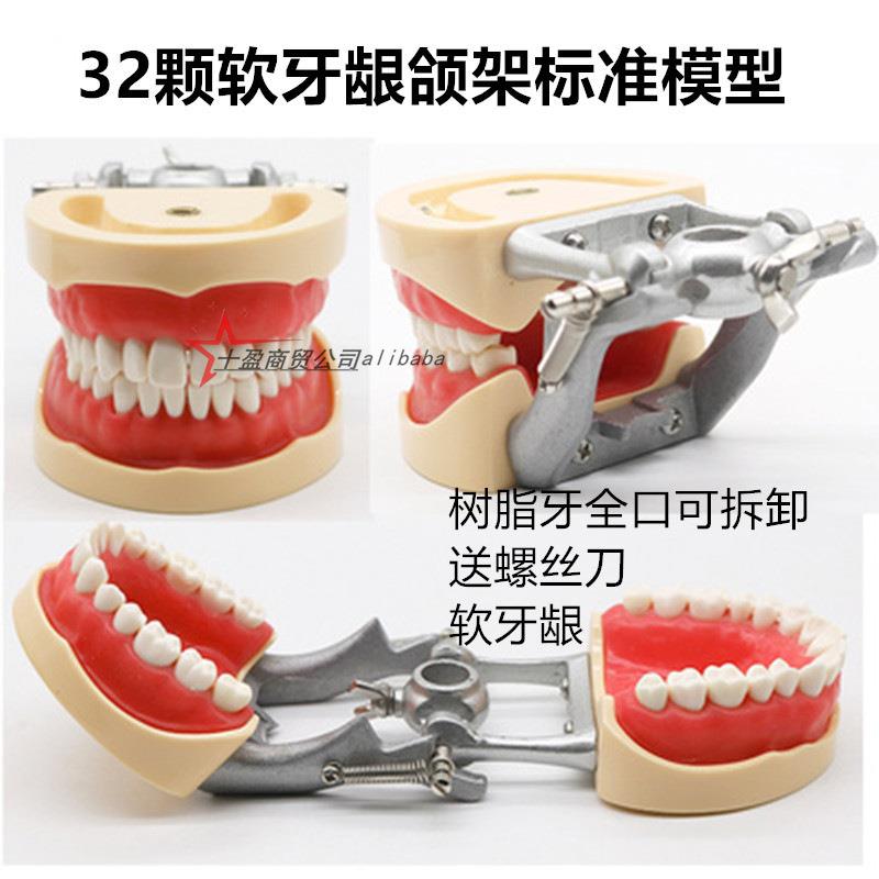 牙科模型全口软牙龈备牙模型颗备牙模型软牙龈牙齿可拆卸模型