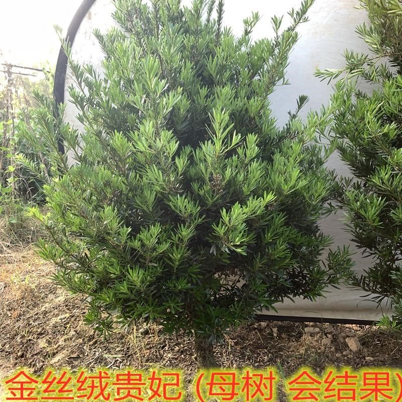 雀舌罗汉松金丝绒贵妃单层球三层球造型树大叶小叶带土球发货现挖