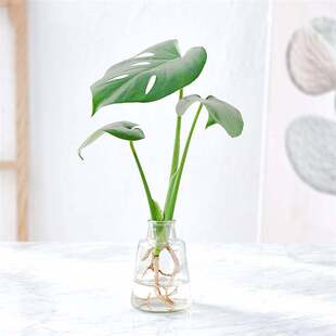 极速小绿萝龟背竹文竹常春藤水养植物室内客厅办公桌面绿植四季 好