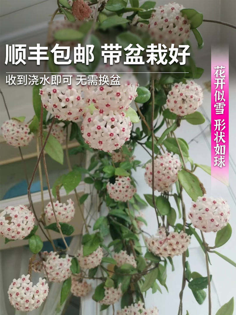 极速球兰带花大苗心叶球兰盆栽盆花四季开花垂吊植物室外花球植物