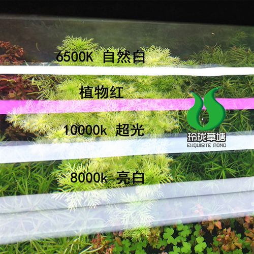 T5HO 朗峰灯管 T5ho灯管太阳神灯用水草灯管t5水族草缸浪峰灯管