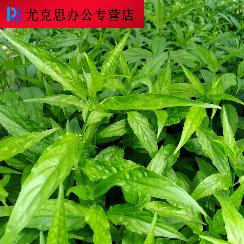 极速黎王草苗大小尖叶优顿草苗优盾草优遁草鳄嘴花忧遁草苗3棵30c