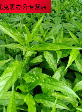 极速黎王草苗大小尖叶优顿草苗优盾草优遁草鳄嘴花忧遁草苗3棵30c