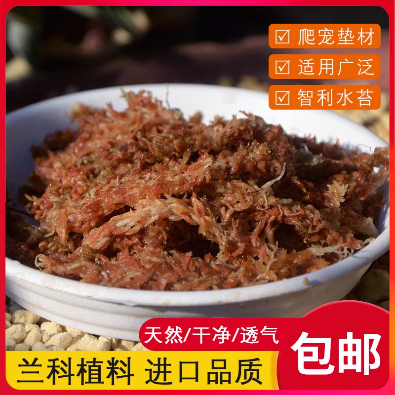 速发智利龟苔蝴虫兰毛毛蝶水苔七星干苔藓兰花土植料乌水冬眠垫材