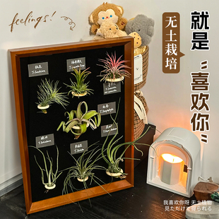 速发空气装梨植物支饰相框凤架冰箱贴无土植物室内花卉绿植盆栽四