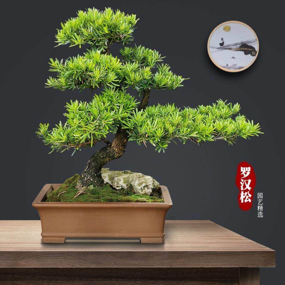 罗汉松盆栽小叶雀舌罗汉松绿植花卉室内造型树苗老桩阳台常青盆景