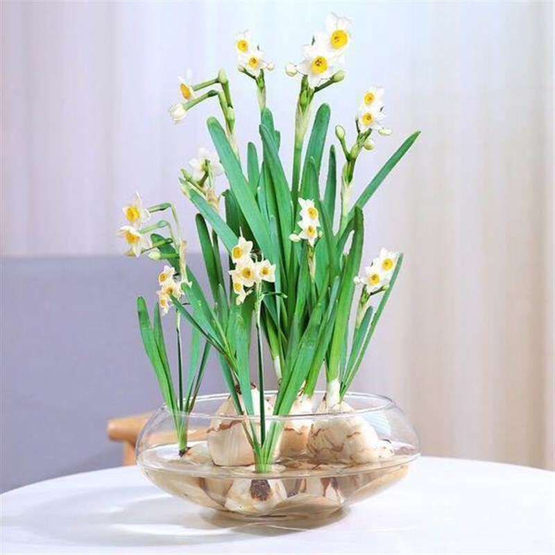 玻璃纤维花盆玻璃花瓶碗莲铜钱草水仙花盆水培花卉绿植水培客厅阳