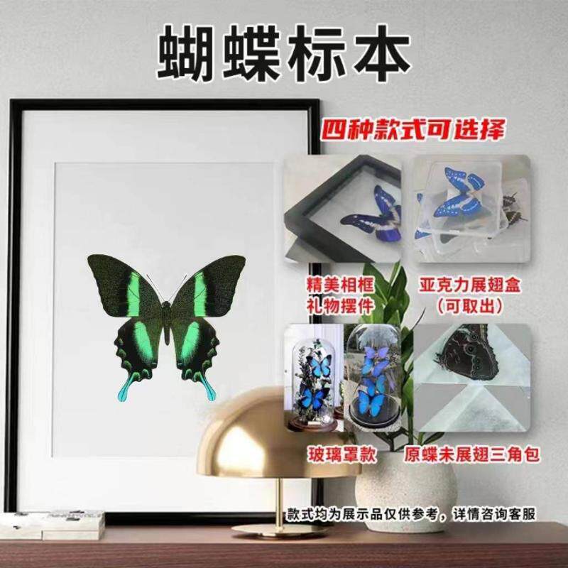 印尼爱神凤蝶碧凤蝶蓝尾翠凤蝶真蝴蝶原蝶标本动物展翅相框礼物