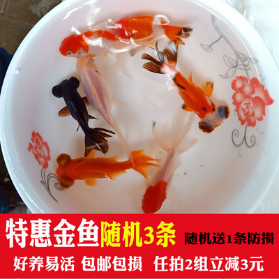 时尚的小丑鱼观赏鱼淡水金鱼小型水族戏水海水人工珊瑚黑边宠物品