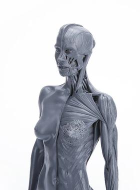 美术绘画素描素材教学医用模具人体模型参考树脂工艺品人身体模型