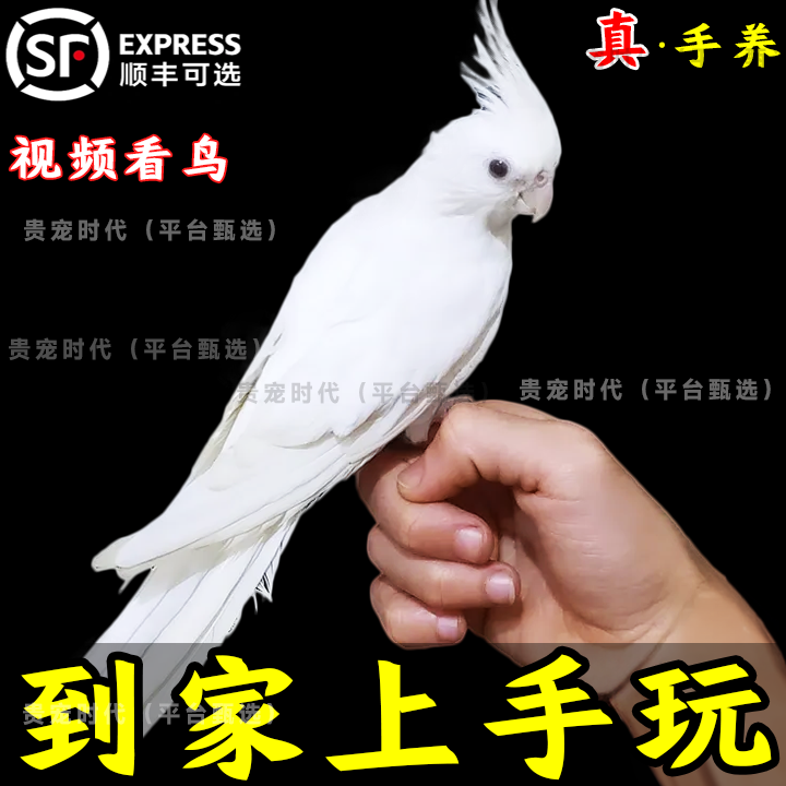 玄凤鹦鹉活鸟幼崽纯手养黄化会说话会唱歌宠物珍珠原始灰公母繁殖