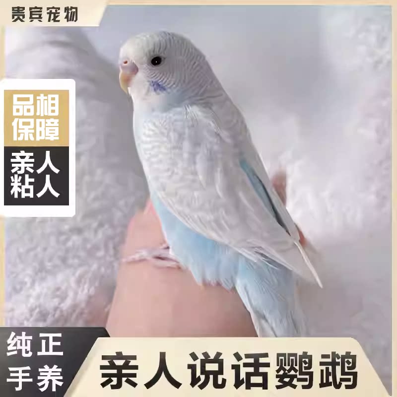 虎皮鹦鹉活鸟会说话的手养鹦鹉