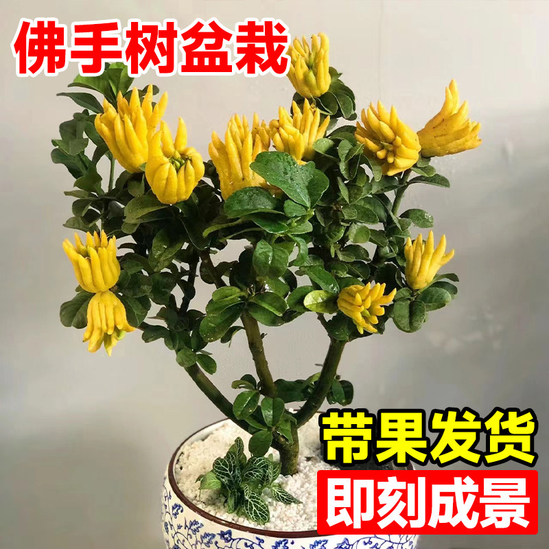速发栽手树盆庭带果佛手柑盆景金华新鲜佛手瓜室内办公室佛院绿植