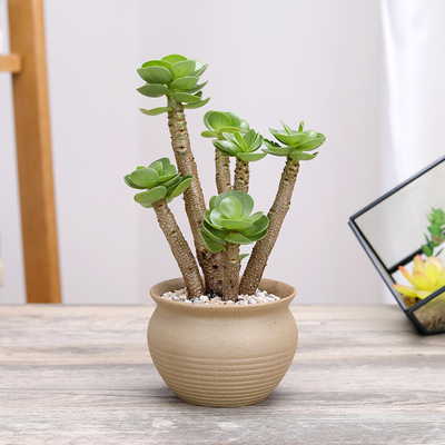 速发仙人兰多肉植物金钱钱玉露重山招财手珊瑚树心叶球掌木串子盆