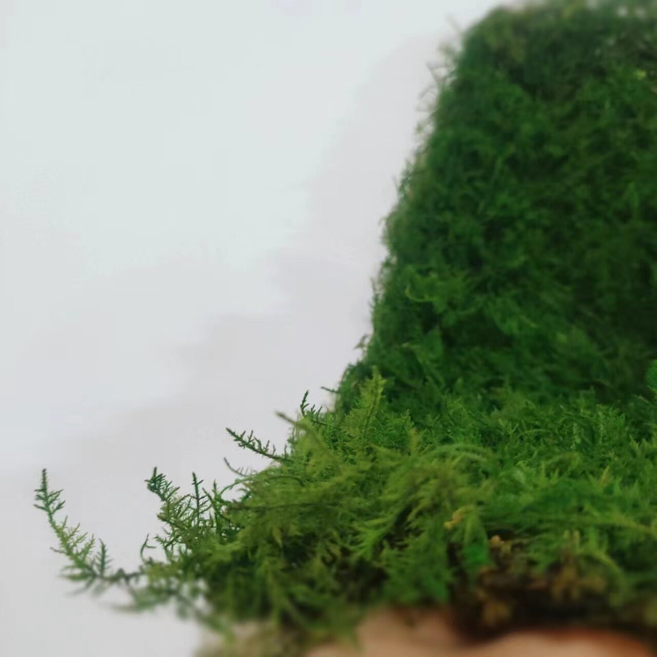 【大羽苔藓】永生苔藓微景观布置自然绿云南厂家原材料花艺软装搭