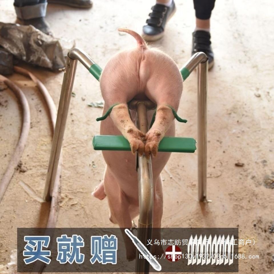 小猪阉割架仔猪用敲猪架阉割刀 养殖场三脚固定去势阉割器阉猪架