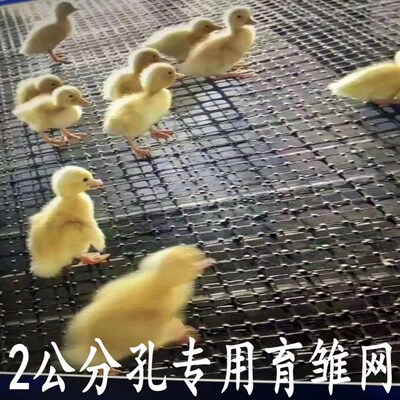极速塑料养殖网黑胶防护网漏粪网鸡鸭鹅围网菜园网育雏脚垫网玉米