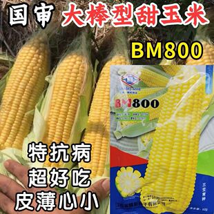 江西赣新BM800超甜杂交水果玉米种子棒大芯小大马牙高产蔬菜种籽