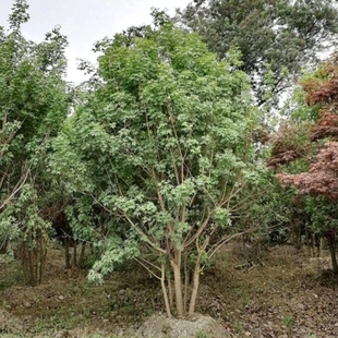 丛生鸡爪槭树苗四季青枫室内外盆栽庭院别墅植物鸡爪槭老桩四季青