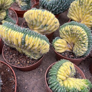 漳州嘟嘟仙人球【多闻柱缀化锦】批 发量大