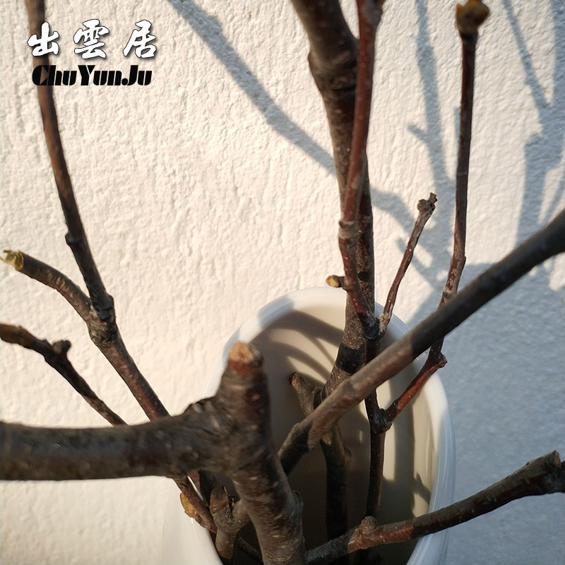 天然白桦树分枝手工干枝插干树枝装饰干花花束造型小花瓶客厅摆件