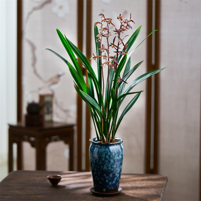 兰花卉企黑浓香兰花苗墨兰报岁红金华山办公室内客厅茶桌面盆绿植