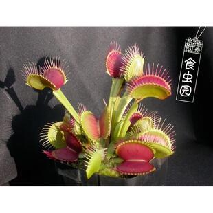食虫植物-B52捕蝇草（大型捕蝇草超大夹子的食虫草特价包邮）
