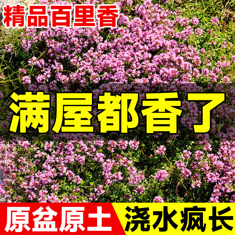 现货速发百里香盆栽四季种易活耐寒耐冻室内花适合懒人养的可食用