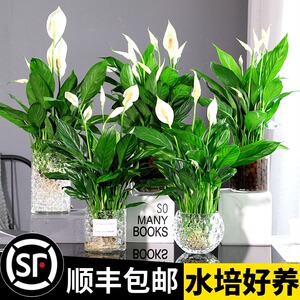 速发植掌一帆风顺盆栽水培植物办公室内花白绿卉绿萝箩红掌发财树
