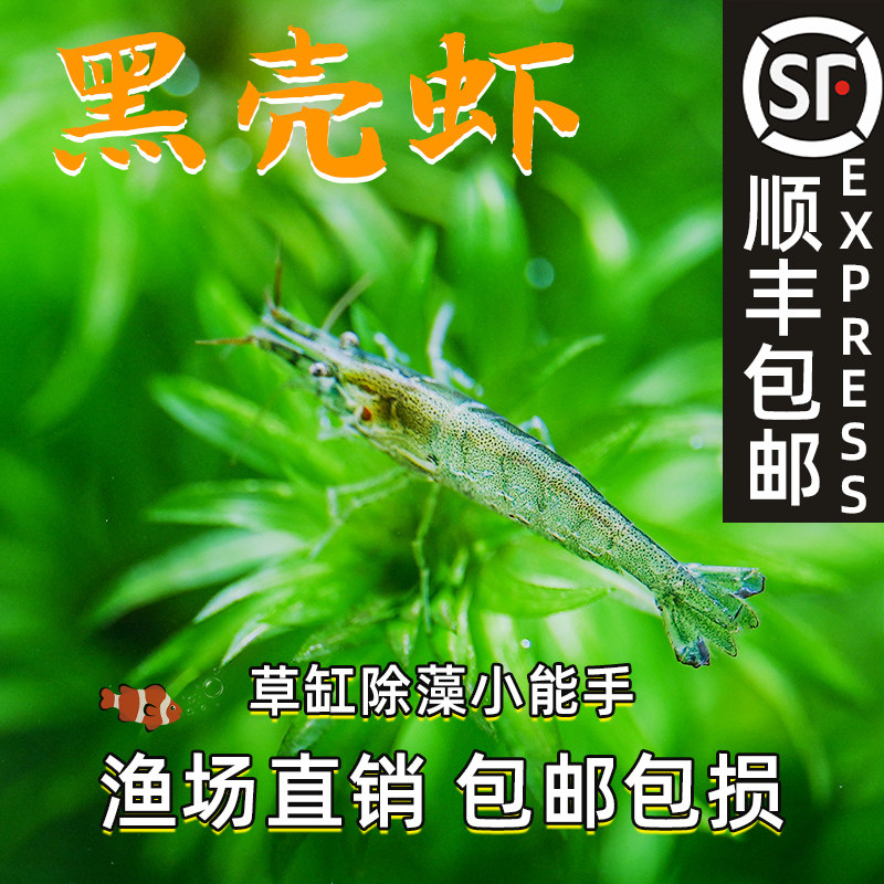 速发黑壳虾草缸清饲虾乌龟龙鱼洁料除藻虾观赏虾工具虾草虾虾米虾