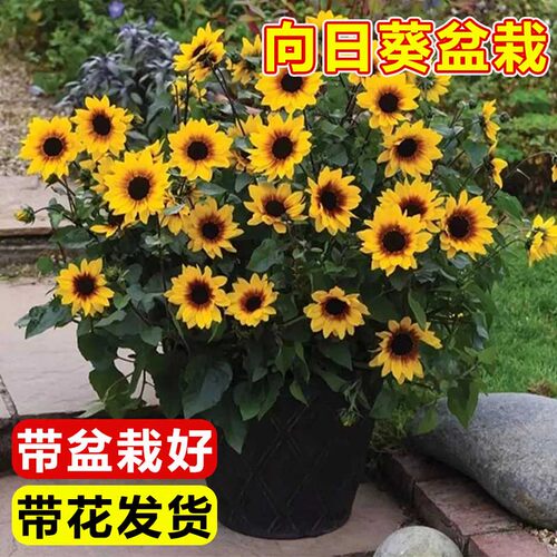 速发光辉岁月向日葵盆栽活苗带花好室内客卉台花厅植物庭院四季苞