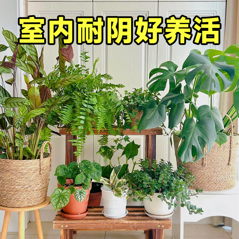 速发室内耐阴好养易活的植物不喜光适合懒人养的客厅桌花绿栽盆植