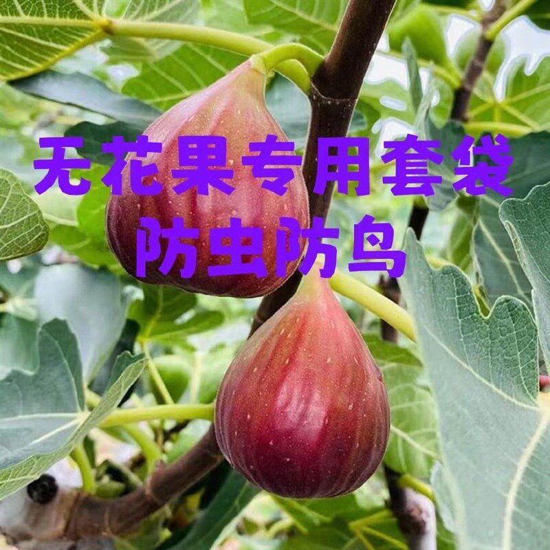 现货速发无花果套袋袋无花果套袋水果套袋无花果袋子保护防虫防鸟